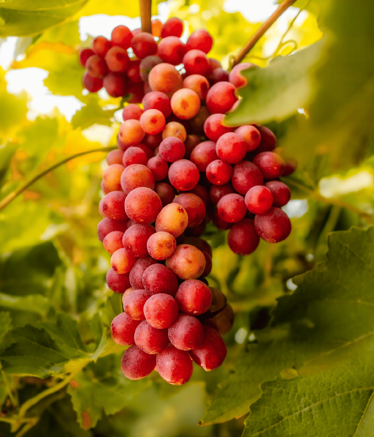 Shooting Azienda Agricola SOP x Realize Studio